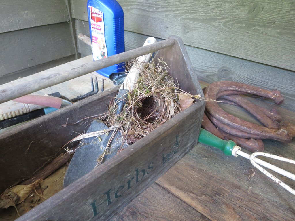 Carolina Wren nest in tool box; photo courtesy Flickr: Jean Weller.