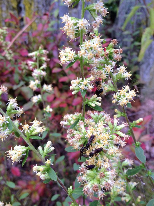 White goldenrod blooms from July to October in sun or shade and prefers dry soil. Photo courtesy New York Flora Atlas: Fritz Flohr Reynolds