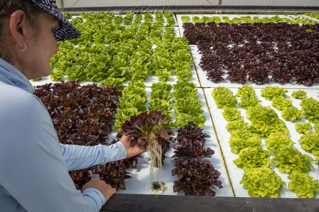 Jerry and Tamara Renick, owners of Ecotone Farm have been using hydroponics since 2012 to grow seven varieties of lettuce in Fellsmere, Florida, USA. Photo by Preston Keres