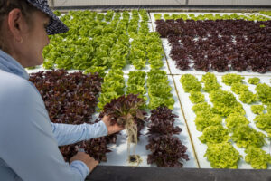 Jerry and Tamara Renick, owners of Ecotone Farm have been using hydroponics since 2012 to grow seven varieties of lettuce in Fellsmere, Florida, USA. Photo by Preston Keres