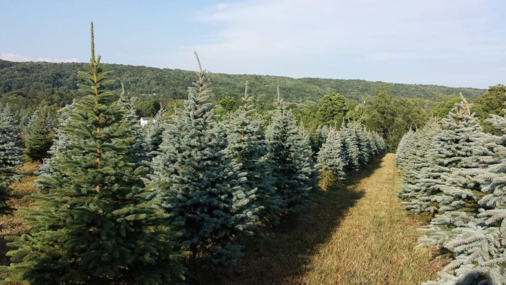 Trees growing at Roth's Hillside Farm in Hillside, NY Photo by Jeremy Roth