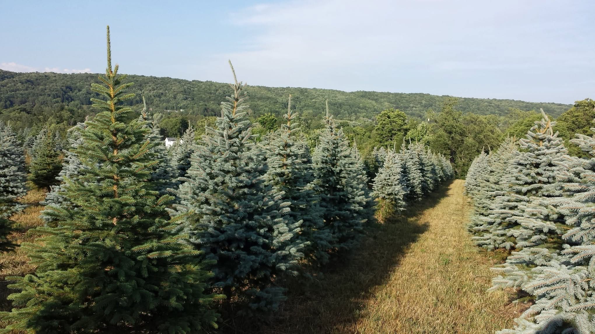 Trees growing at Roth's Hillside Farm in Hillside, NY Photo by Jeremy Roth