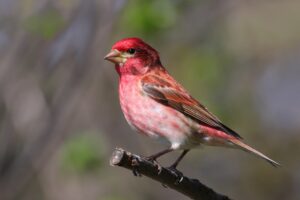 Purple Finch (Carpodacus purpureus) male, Cap Tourmente National Wildlife Area, Quebec, Canada