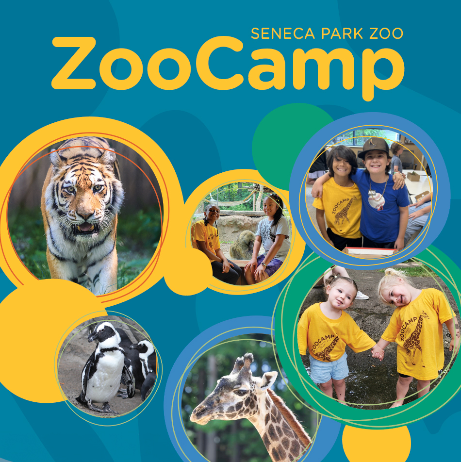 ZooCamp