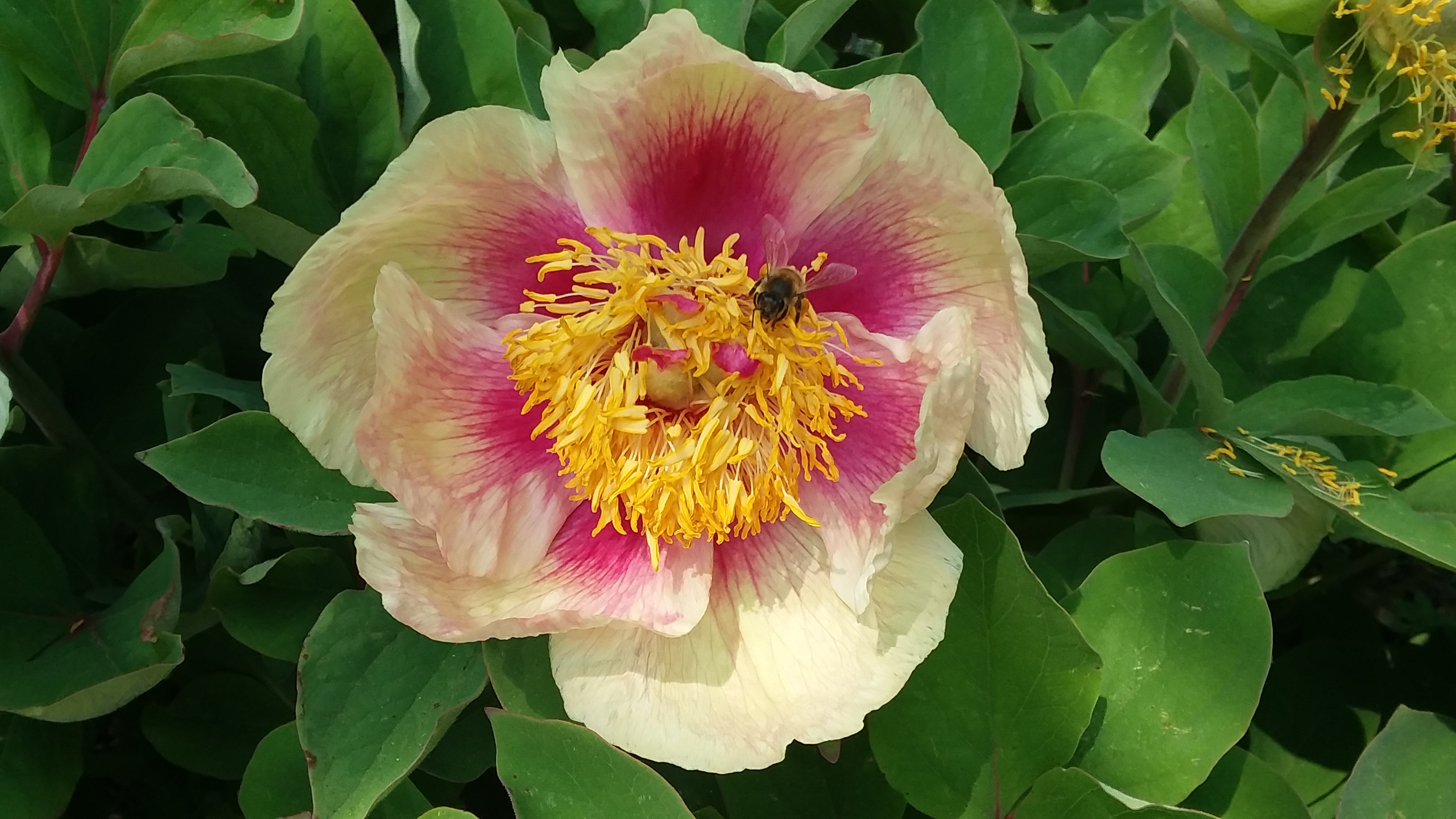 Ellwanger Garden Open Days