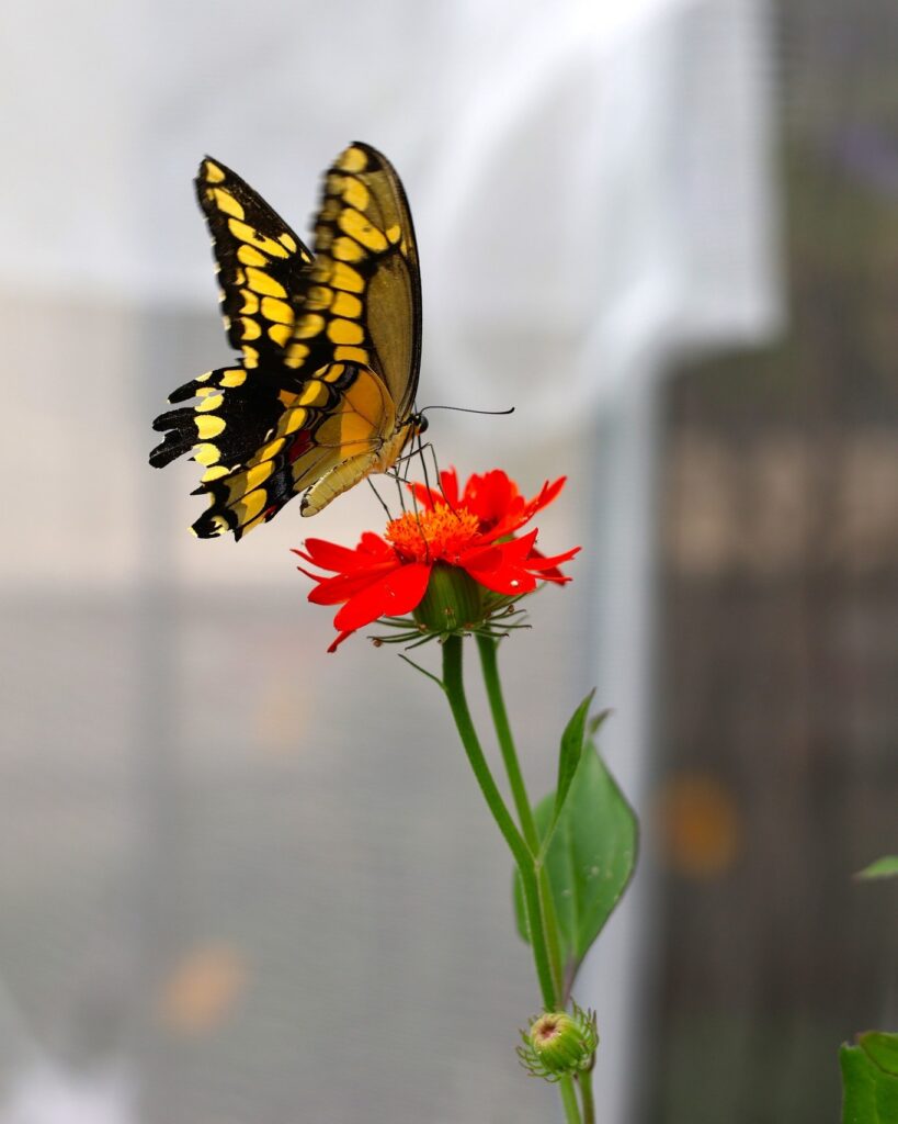 A butterfly at the Butterfly Experience. Photo provided by the Buffalo and Erie County Botanical Gardens.