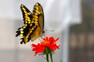A butterfly at the Butterfly Experience. Photo provided by the Buffalo and Erie County Botanical Gardens.