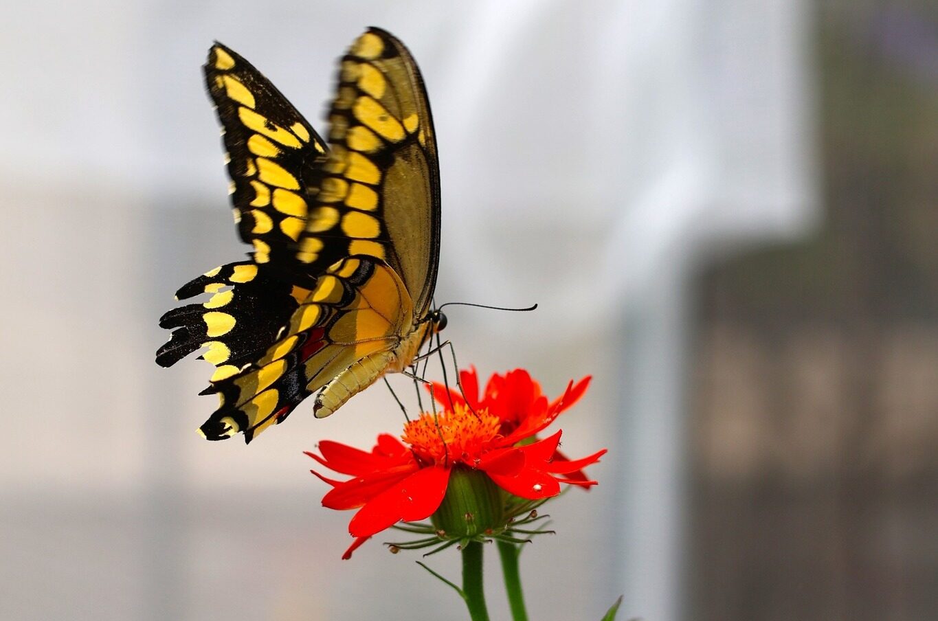 A butterfly at the Butterfly Experience. Photo provided by the Buffalo and Erie County Botanical Gardens.